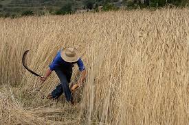 segar Cortar mieses o hierba con la hoz,... - La palabra del día | Facebook