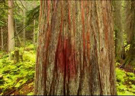 Tola'ath (A Crimson Worm) – Biblical Word Studies